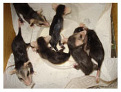 Wildlife Rehab